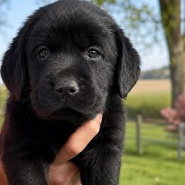 Grace (Purple Collar) - Black female Dilute Retriever puppy in Baldwin City, Kansas from Hedge Lane Labradors