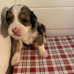 Boy 4 - Merle male Bernedoodle puppy in Perryville, Maryland from Heavenly Heritage Dachshunds and Doods