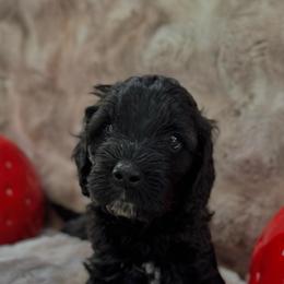 Oreo - Black and white male Cockapoo puppy in Midwest City, Oklahoma from Strawberry Hill Puppy Patch