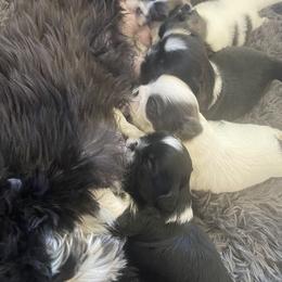 Shih Tzu Puppies from Eastern Long Island Shih Tzu