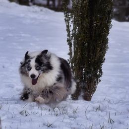 Deets - Miniature Australian Shepherd