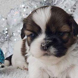 MAX - ADOPTED! - Red and white male Shih Tzu puppy in Middle Grove, New York from Beirin Breige Shih Tzus