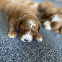 Goldendoodle and Poodle Puppies from French Creek Doodles