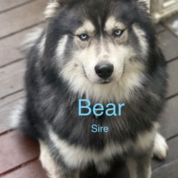 Bear - Siberian Husky