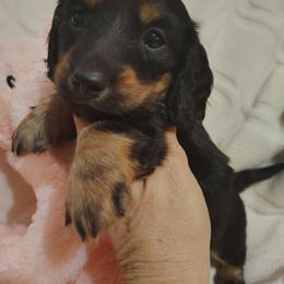 Puppy 4 - Black and tan female Dachshund puppy in Clayton, Indiana from Love Struck Miniature Dachshunds