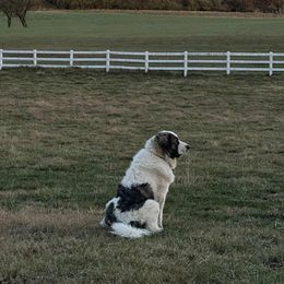 Pyrenean Mastiffs from Bella Dulce