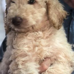 Poodle Puppies from Tails Up Standard Poodles