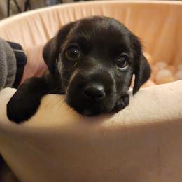 American Hunt Terrier Puppies from Sarah Holcombe