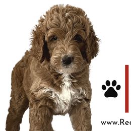Cavapoos, Cockapoos, Cocker Spaniels, and Goldendoodles from Red Stick Kennels, LLC