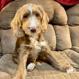 Blitzen - Caramel male Australian Labradoodle puppy in Harrisonville, Missouri from Blessed Day Doodles