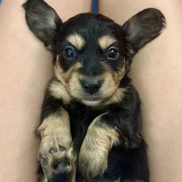 Prancer - Black and cream male Dachshund puppy in Biloxi, Mississippi from Southern Doxies Ms