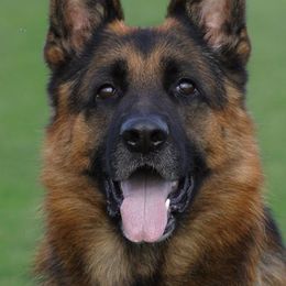 Jogi - German Shepherd