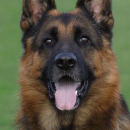 Jogi - German Shepherd