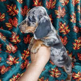 HERMIONE - BLUE DAPPLE - Dapple female Dachshund puppy in Swink, Oklahoma from Palali Farm