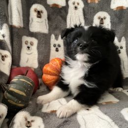 Miniature Australian Shepherd and Toy Australian Shepherd Puppies from Hotmess of Aussies