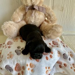 Tippy - Sable and white Shih Tzu puppy in Covington, Louisiana from Oakview Kennels