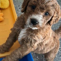 Brewster (boy, Blue collar) - Red  male Goldendoodle puppy in Guntersville, Alabama from Carefree Goldendoodles