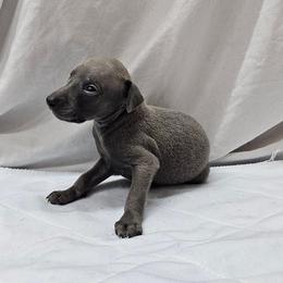 Dax - Blue male Italian Greyhound puppy in Newalla, Oklahoma from Heartland Iggys
