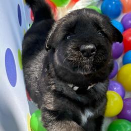Daisy Mae - Black and silver female Shiloh Shepherd puppy in Bartlett, Tennessee from The Mighty Quinn Shilohs