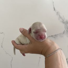 Pink - Buff female Cocker Spaniel puppy in Shingle Springs, California from California Spaniels
