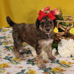 Feta - Sable female Poodle puppy in Peyton, Co, Usa, Colorado from Peyton Poodles