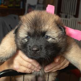 Pink Collar - Red female Eurasier puppy in Lakewood, Ohio from Exquisite Eurasier