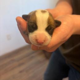 Boy 2 - Red male Pembroke Welsh Corgi puppy in Chubbuck, Idaho from Sunny J Corgis and Mini Americans