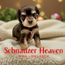 Opaline AKC - Liver female Miniature Schnauzer puppy in Pelzer, South Carolina from Schnauzer Heaven Von Longbach