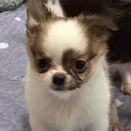 Dutch - Sable spotted white male Chihuahua puppy in Williamsburg, Virginia from PAWSitive Cheeky Chihuahuas