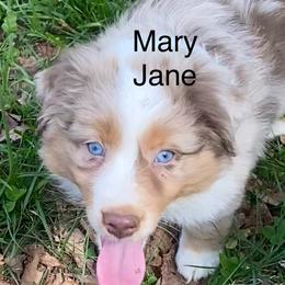Mary Jane - Red merle female Miniature American Shepherd puppy in Harmony, North Carolina from Carolina Pride Miniature American Shepherds
