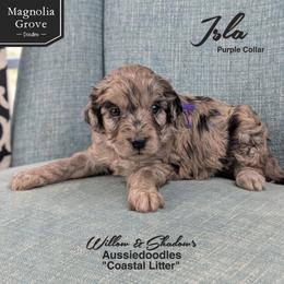 Isla - Purple Collar - Blue merle female Aussiedoodle puppy in Oxford, Alabama from Magnolia Grove Doodles