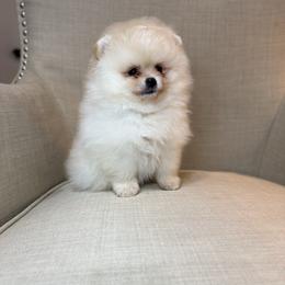 Rio - Cream male Pomeranian puppy in Phoenix, Arizona from Luxpomz
