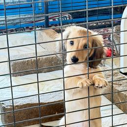 Levi - Cream male Dachshund puppy in Coulterville, California from Critter Ridge mini long hair Dachshunds