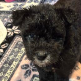 Independent Izzy - Black female Pumi puppy in Rockbridge, Illinois from Rocklin Farms Pumi