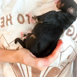 Bernese Mountain Dog Puppies from Red Bridge Berners