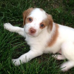 Brittanys from Ricks Brittany Kennel