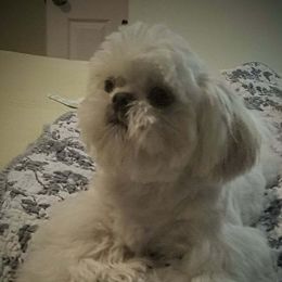 LACY MAE - Shih Tzu