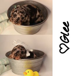 Double Doodle, Goldendoodle, and Sheepadoodle Puppies from Shaw Spring's Canines