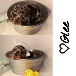 Double Doodle, Goldendoodle, and Sheepadoodle Puppies from Shaw Spring's Canines