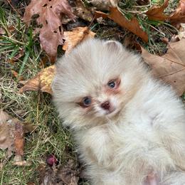 Chocolate Merle boy - Chocolate merle male Pomeranian puppy in Youngstown, Ohio from Peachy Pomeranians
