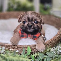 Gage - Brindle male Shih Tzu puppy in Hartville, Missouri from Petty Paws