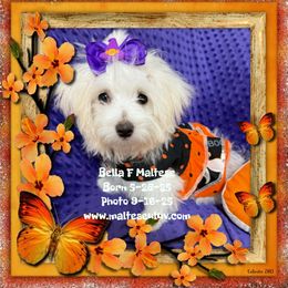 Bella - White female Maltese puppy in Silverhill, Alabama from Malteseuluv’s Tiny Treasurers