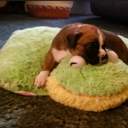 Boxer Puppies from Elevated Boxers