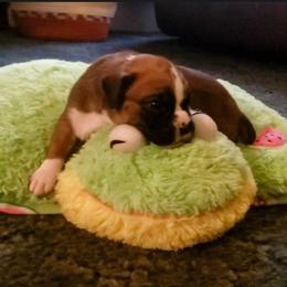Boxer Puppies from Elevated Boxers