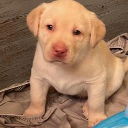 Labrador Retriever Puppies from Be Brave
