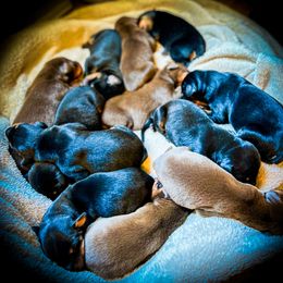 Doberman Pinscher Puppies from Ranchers Companion Doberman Kennel