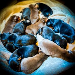 Doberman Pinscher Puppies from Ranchers Companion Doberman Kennel
