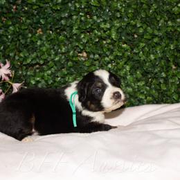 Clover - Black tri-color female Australian Shepherd puppy in Placerville, California from BFF Aussies