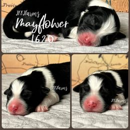 (5) Mayflower 1620 - Black tri-color female Australian Shepherd puppy in Huntington, Texas from JKKJ Farms