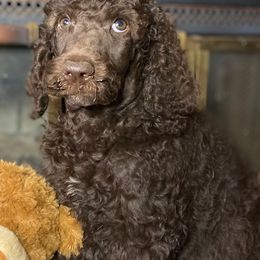 Poodle Puppies from Tails Up Standard Poodles